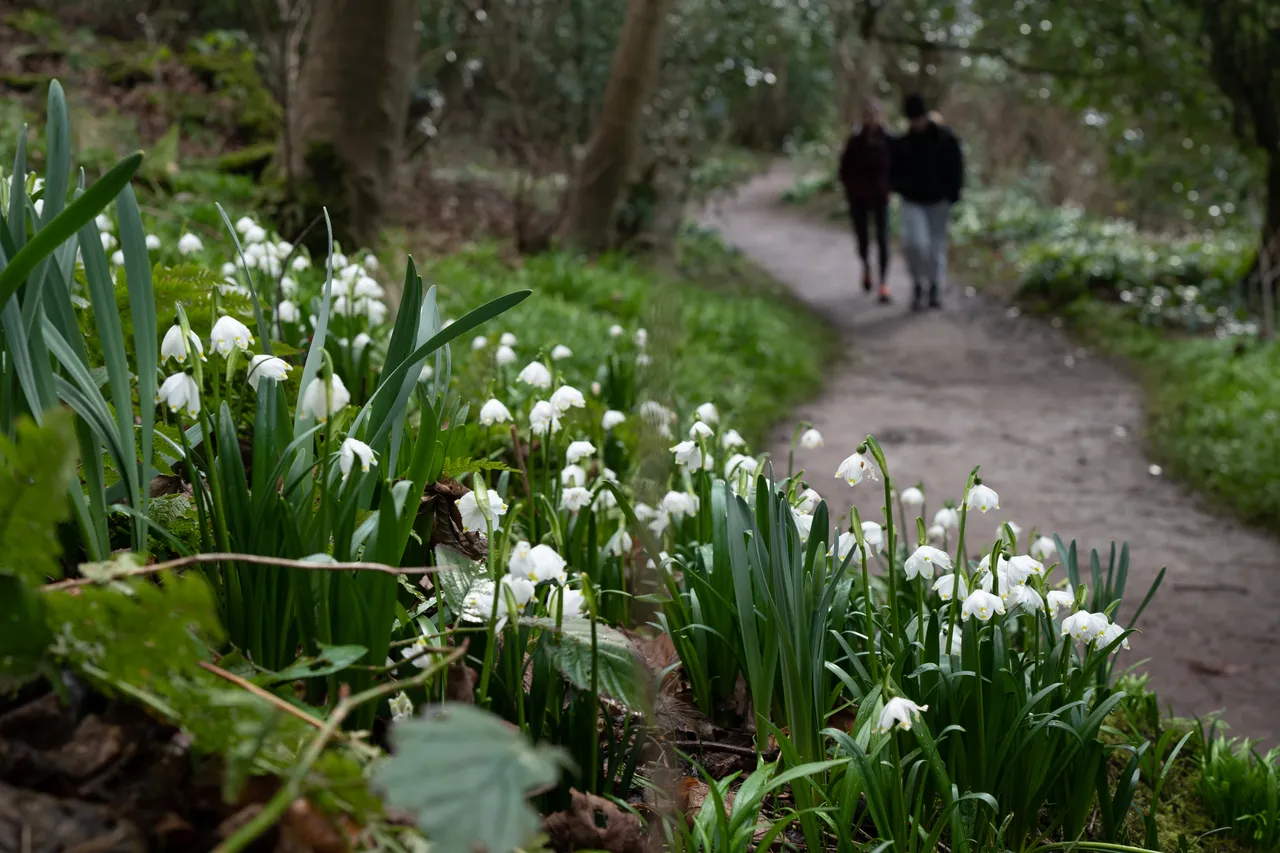 Cambo Snowdrop Festival