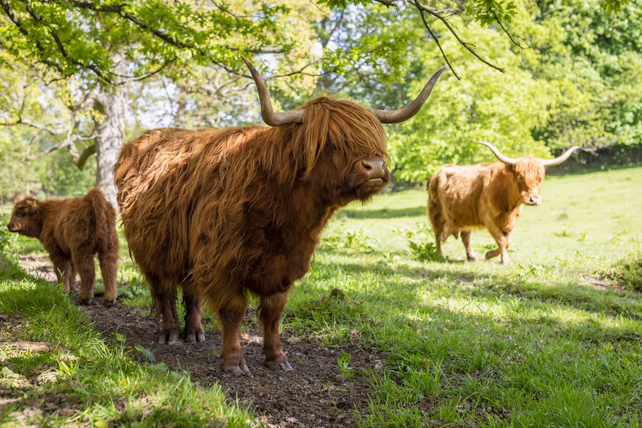 Pollok House and Pollok Country Park
