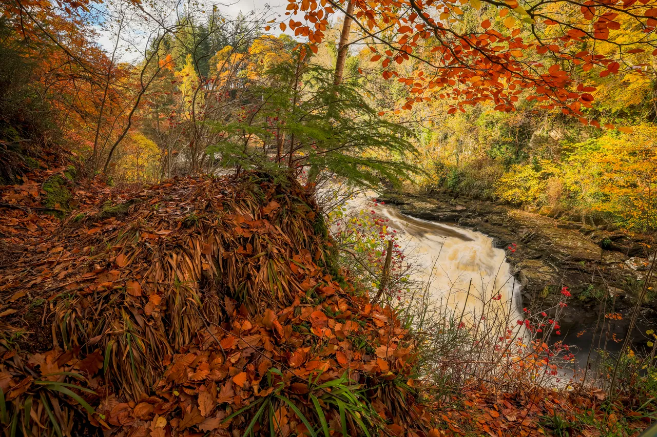 Falls of Clyde Wildlife Reserve