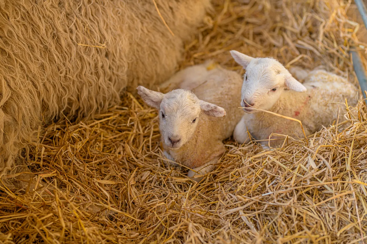 Boutique Farm Bothies