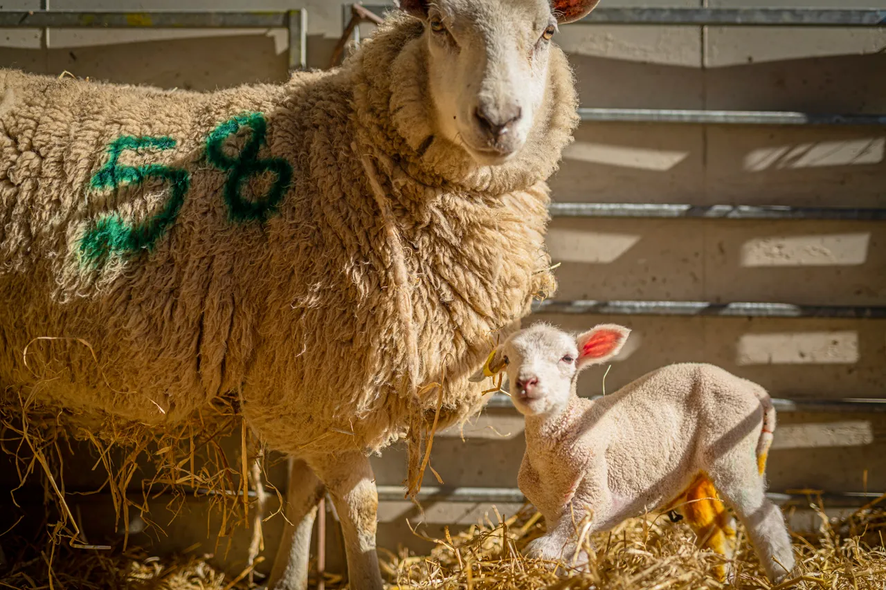Boutique Farm Bothies