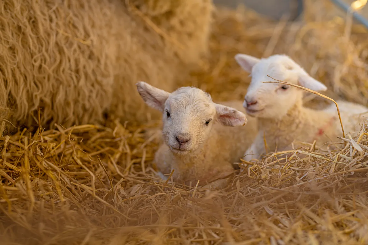 Boutique Farm Bothies