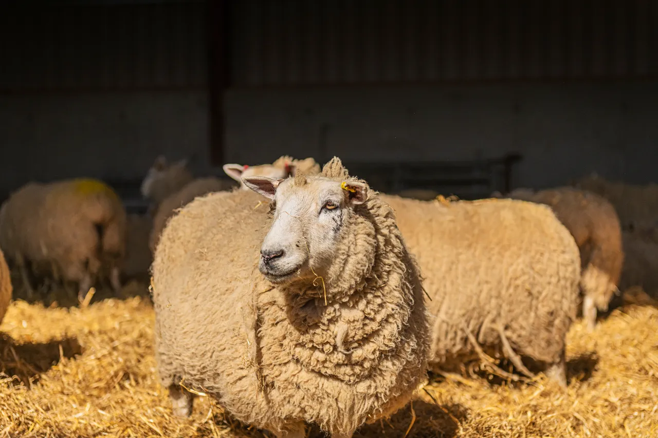 Boutique Farm Bothies