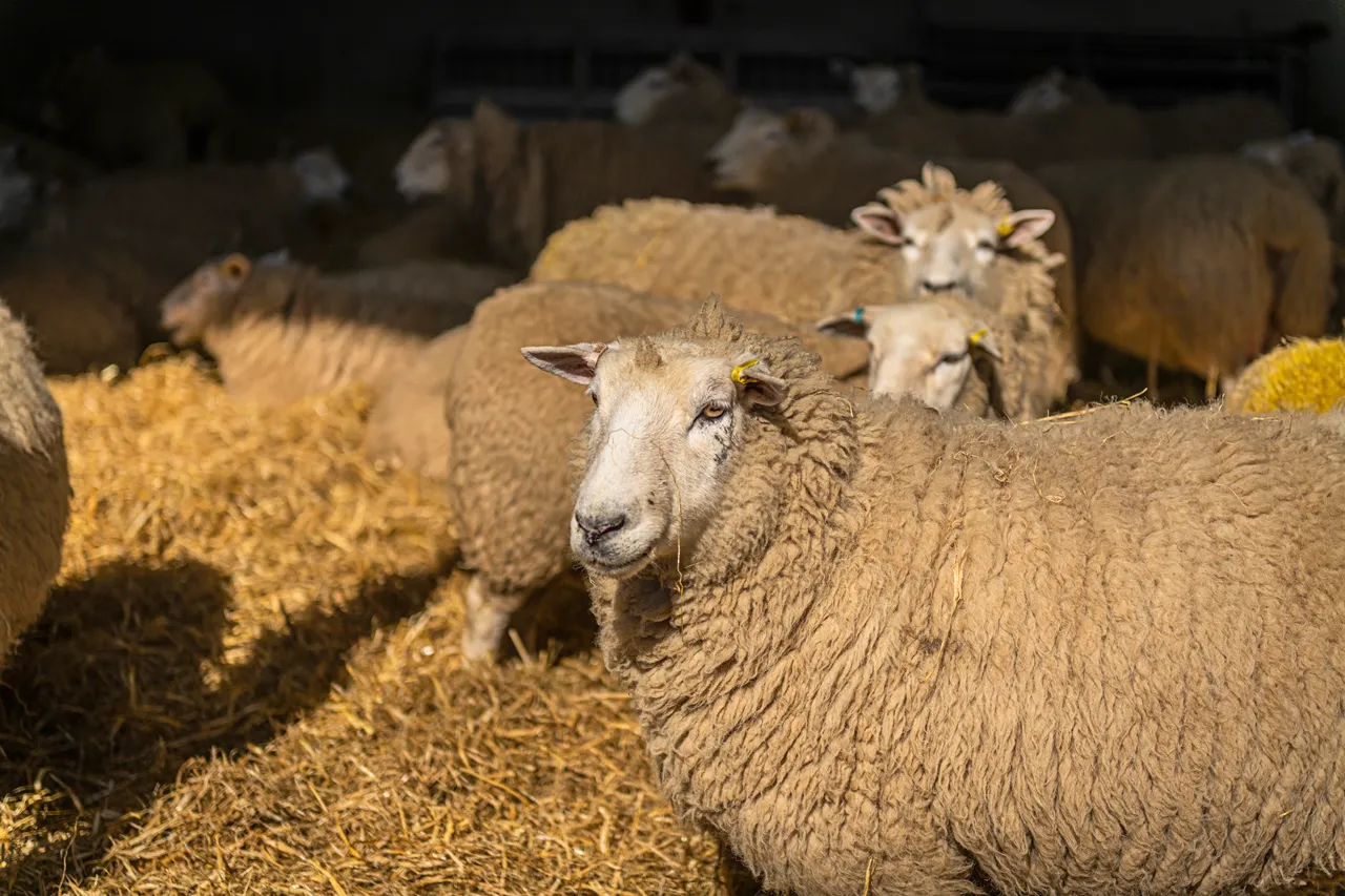 Boutique Farm Bothies