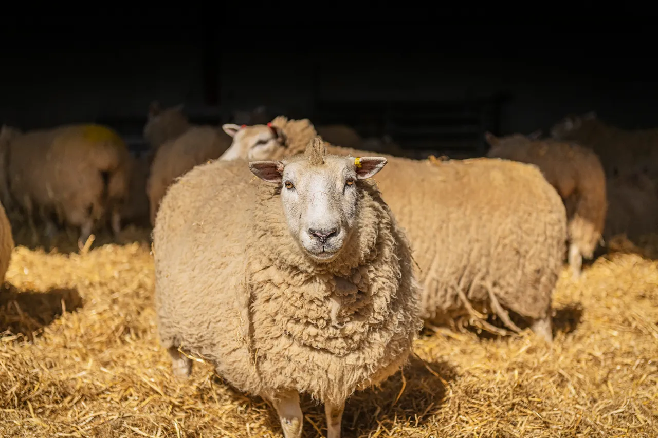 Boutique Farm Bothies