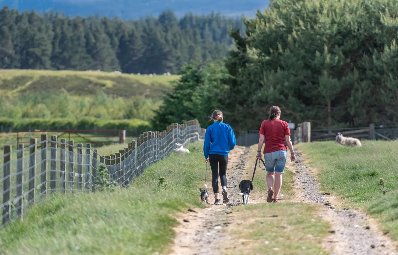 Dog Walkers