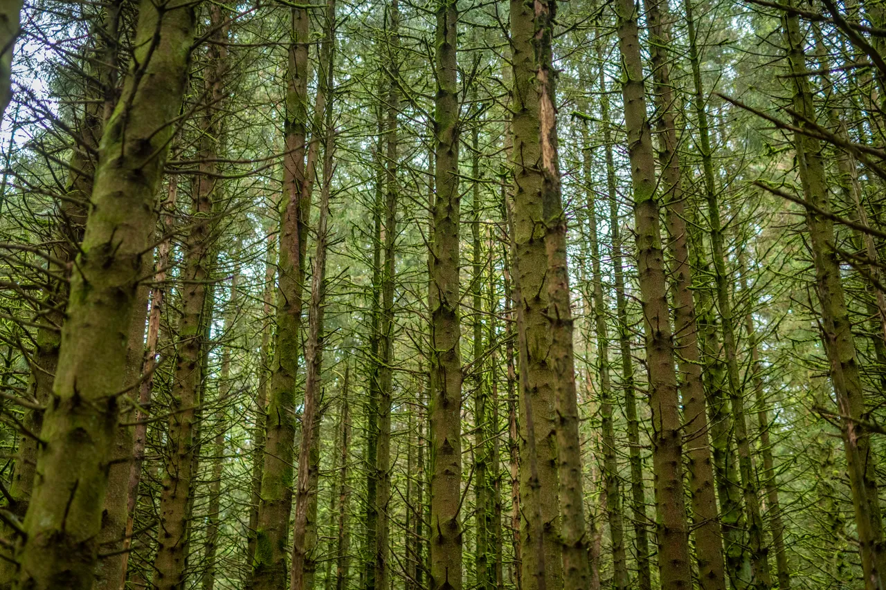 Craik Forest