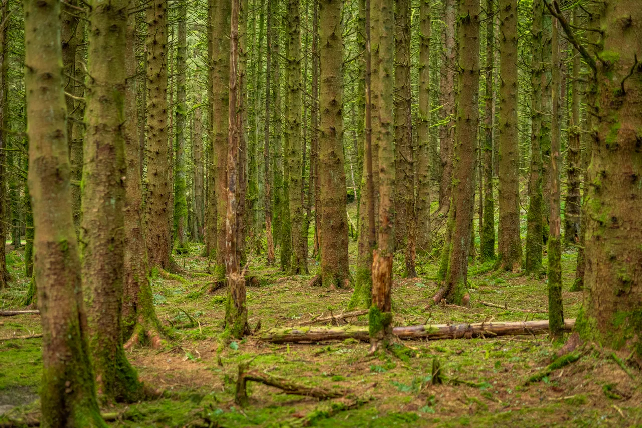 Craik Forest