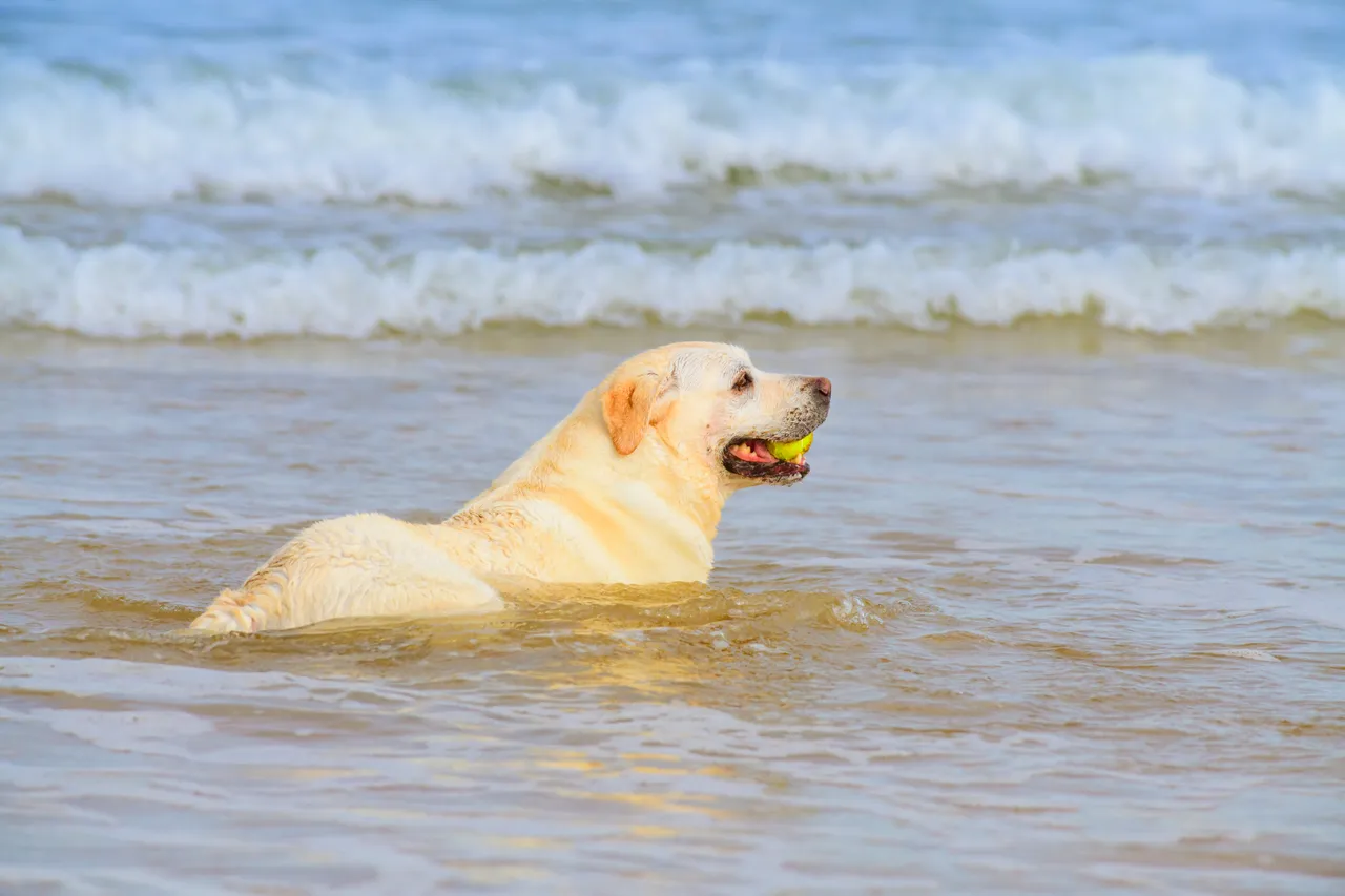 Fraserburgh Beach