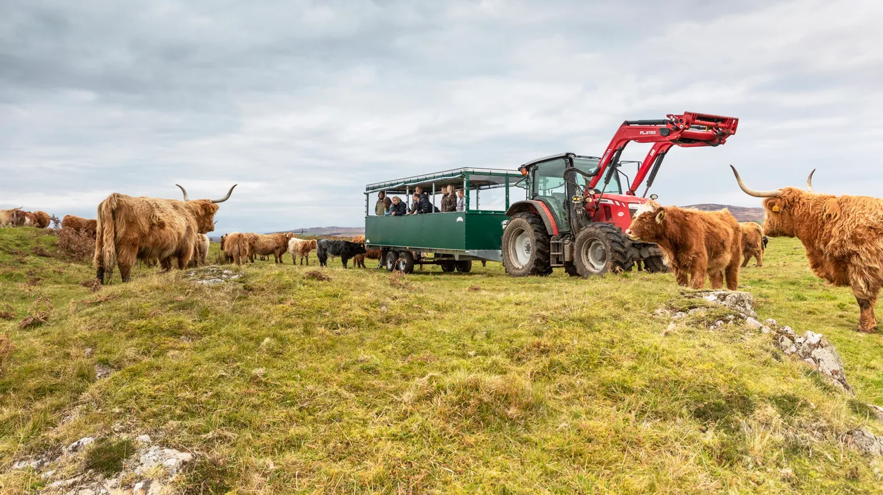 Kitchen Coos & Ewes