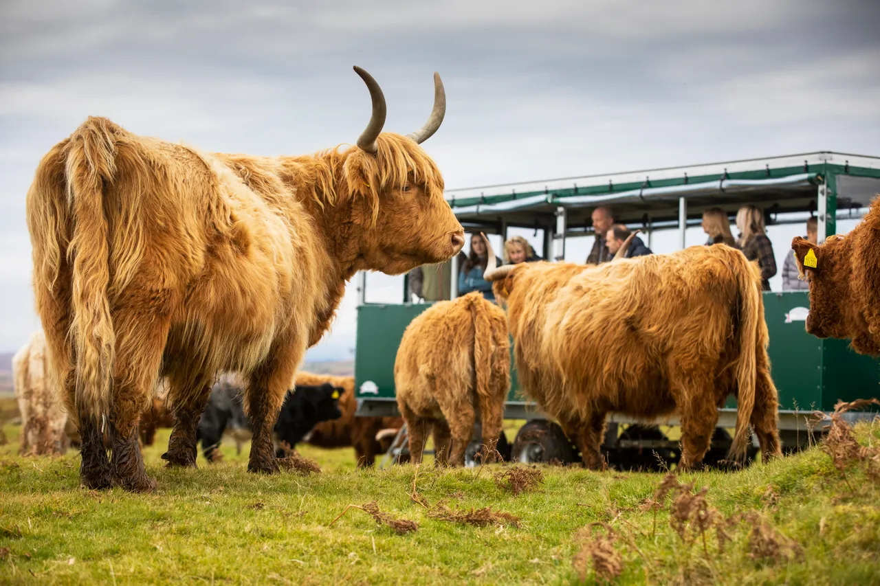 Kitchen Coos & Ewes