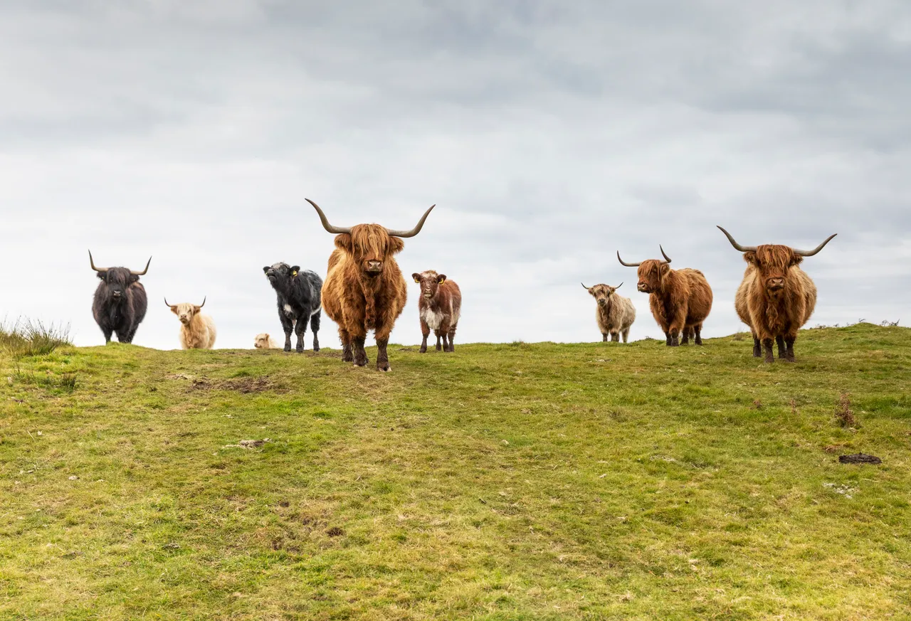 Kitchen Coos & Ewes