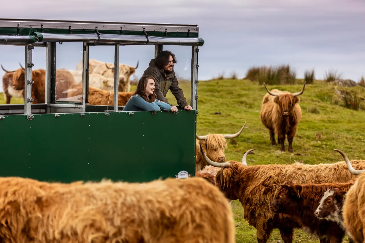 Kitchen Coos & Ewes