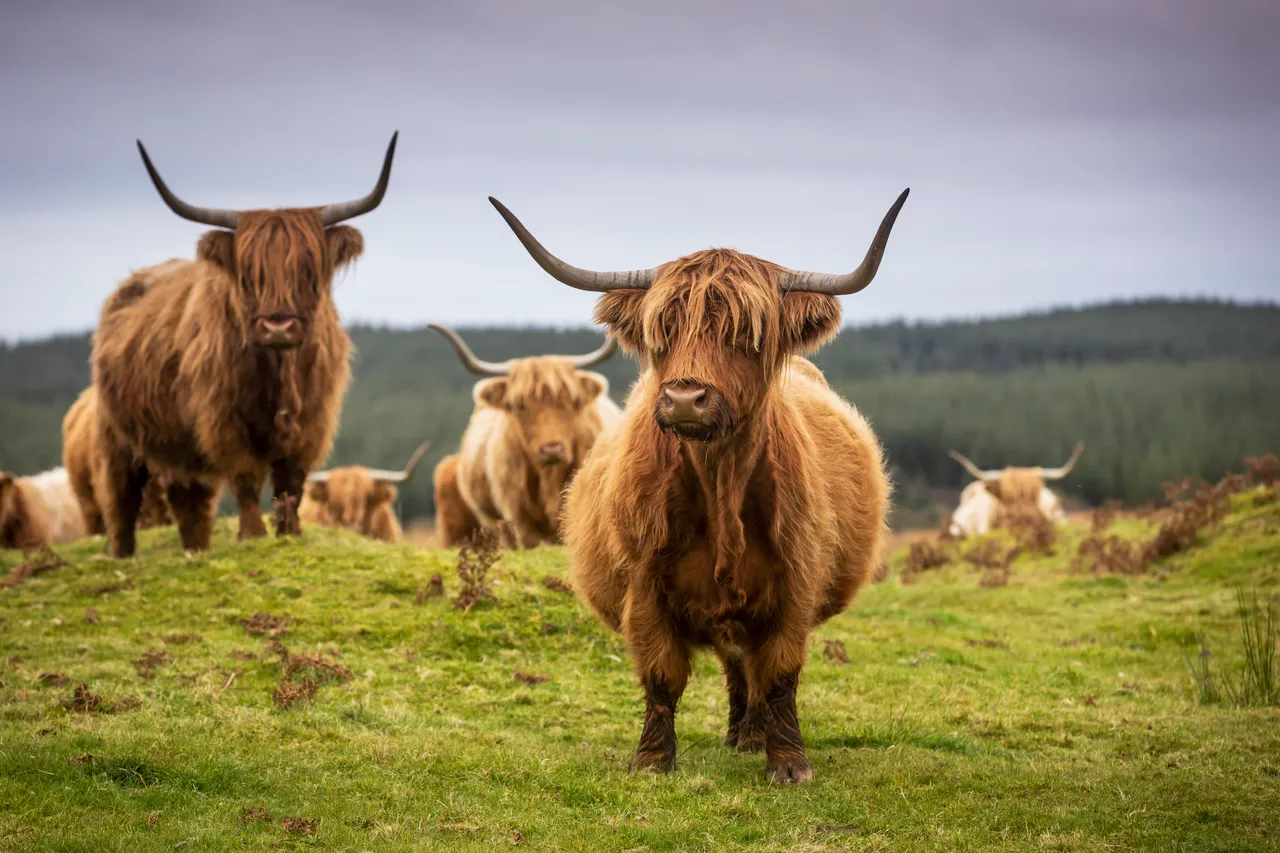 Kitchen Coos & Ewes