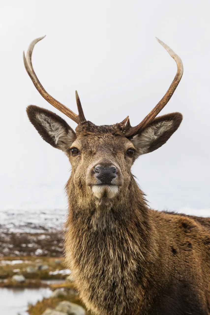 Stag in Glencoe
