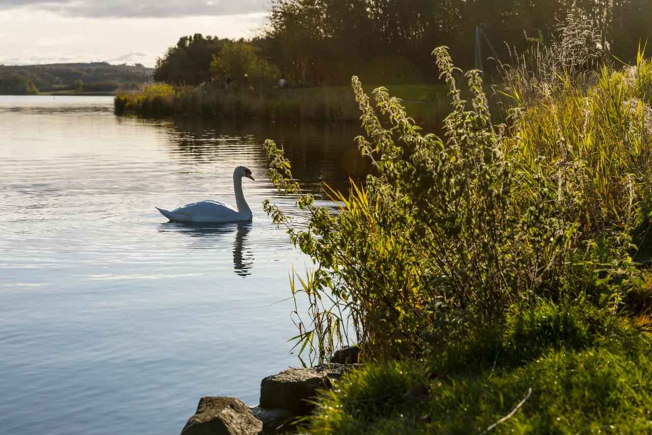 Lochore Meadows Country Park