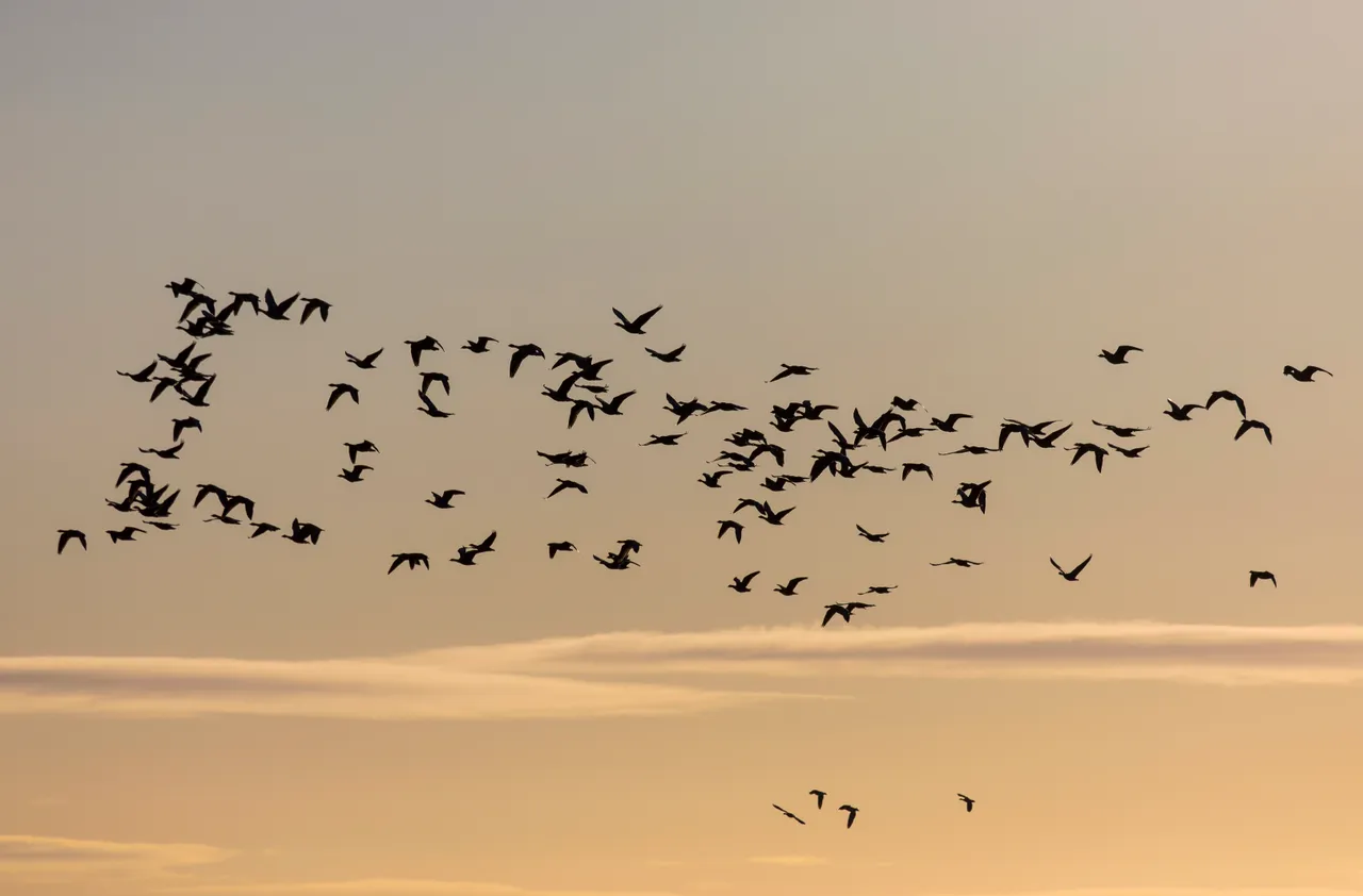 Loch Leven National Nature Reserve