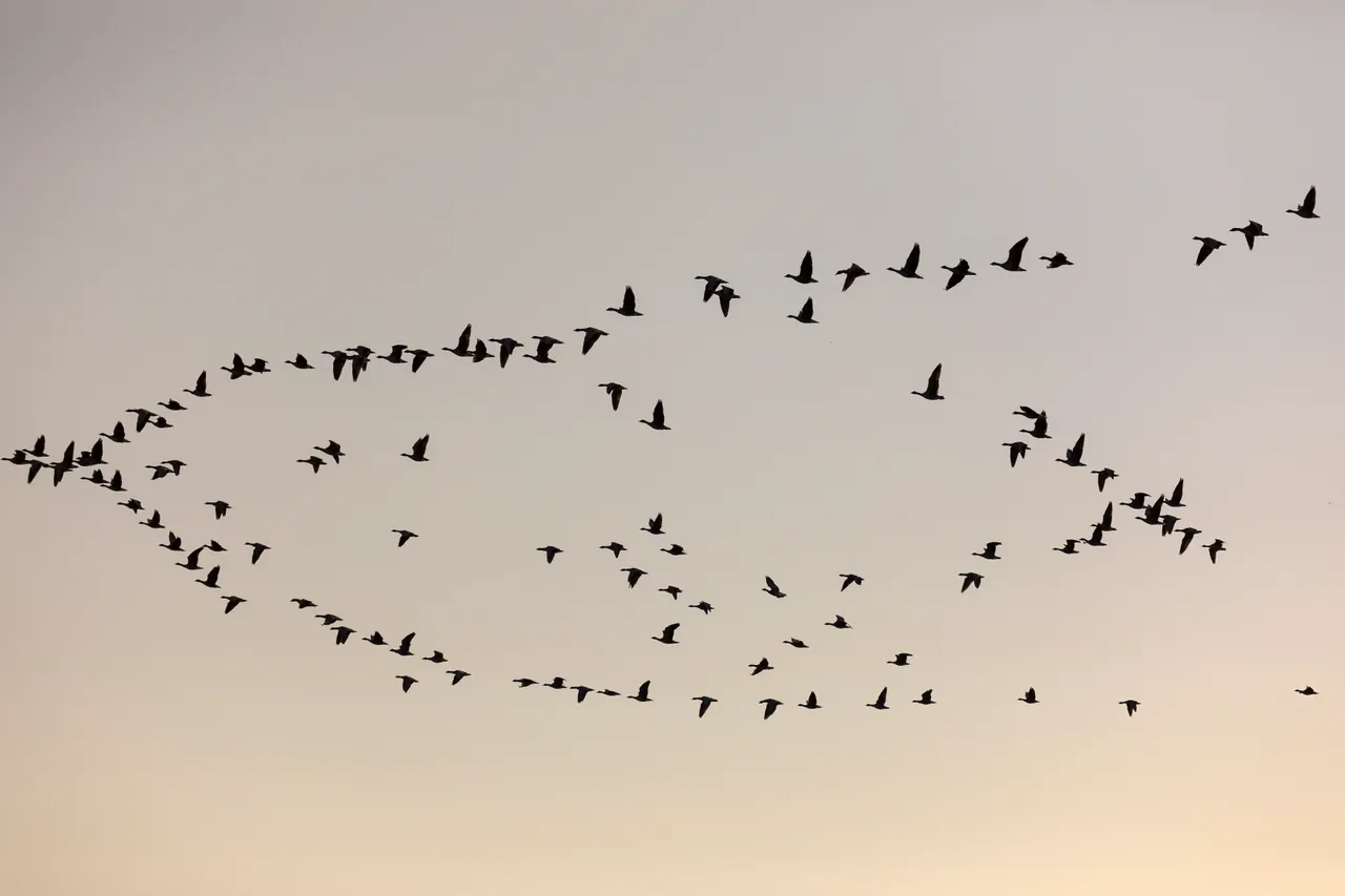 Loch Leven National Nature Reserve