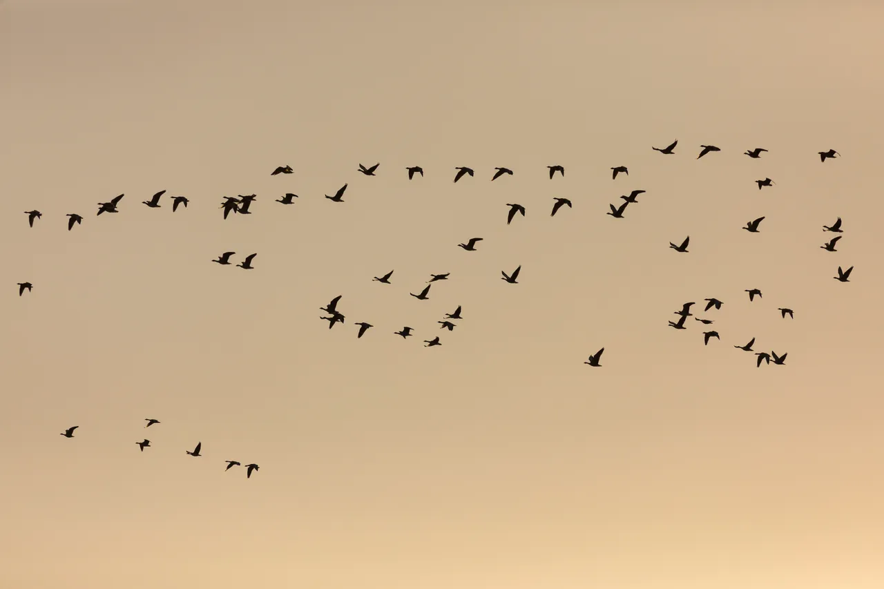Loch Leven National Nature Reserve