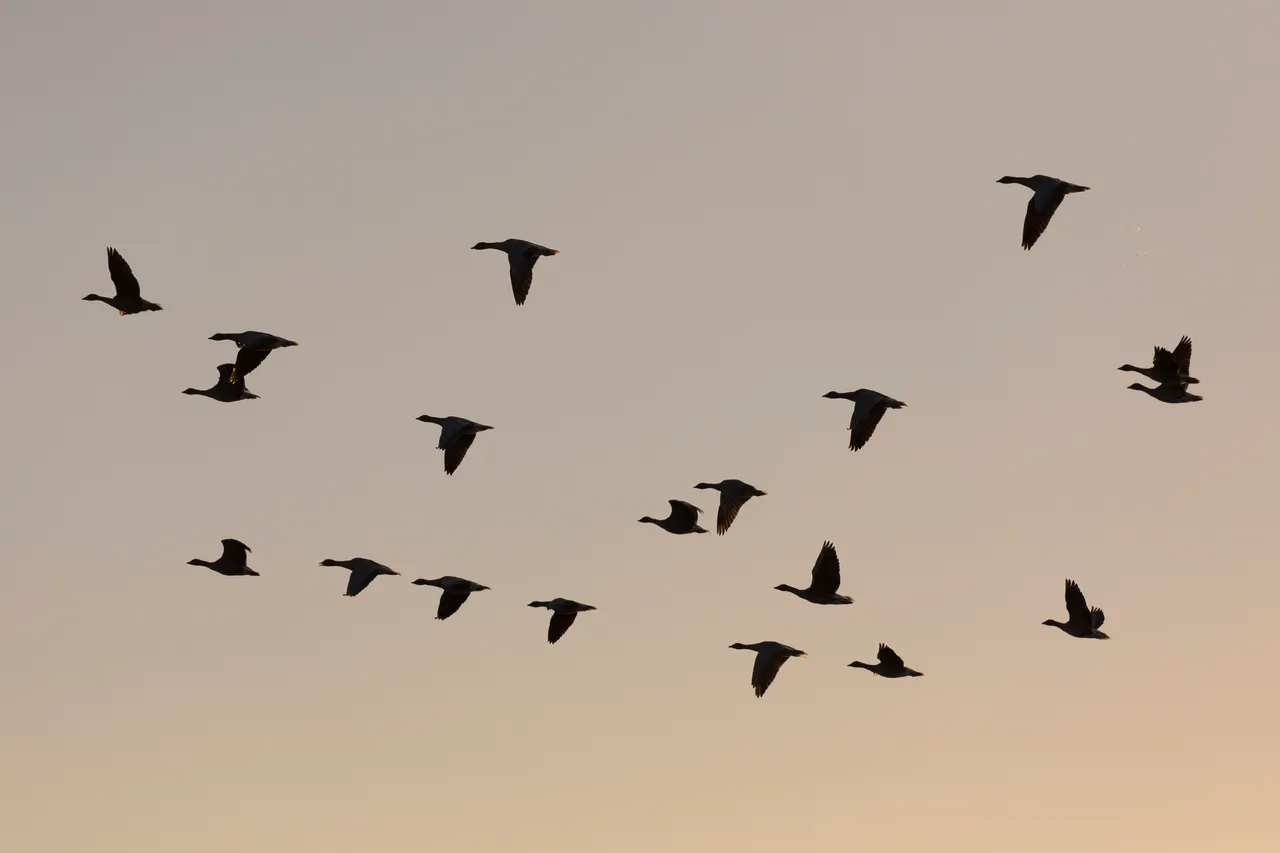 Loch Leven National Nature Reserve
