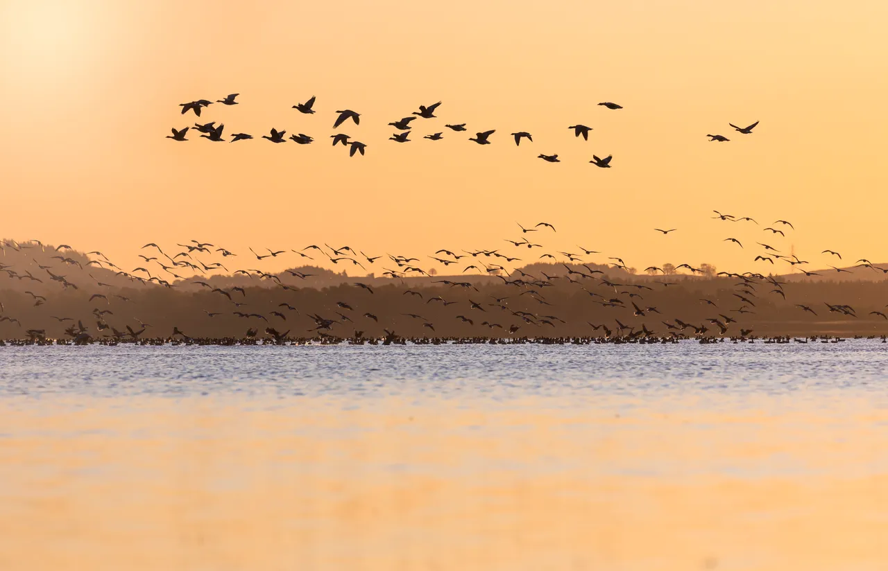 Loch Leven National Nature Reserve