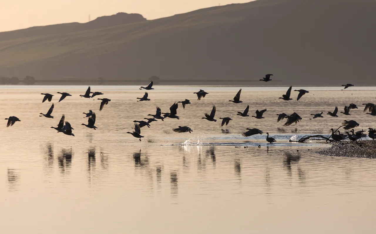 Loch Leven National Nature Reserve