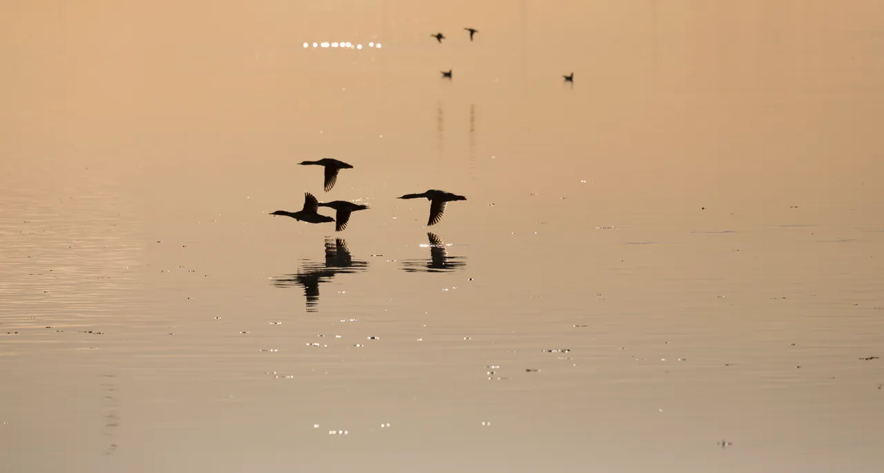 Loch Leven National Nature Reserve
