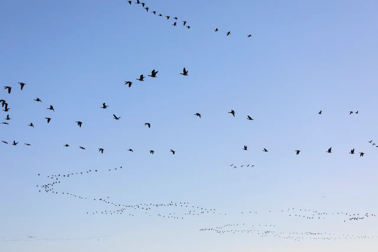 Loch Leven National Nature Reserve