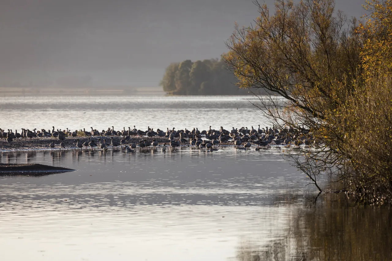 Loch Leven National Nature Reserve