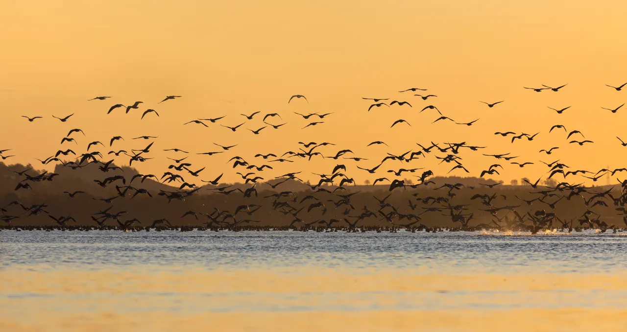 Loch Leven National Nature Reserve