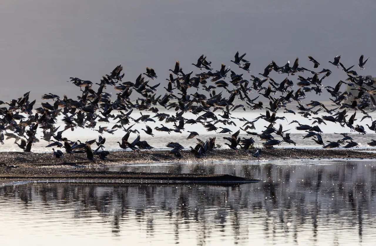 Loch Leven National Nature Reserve