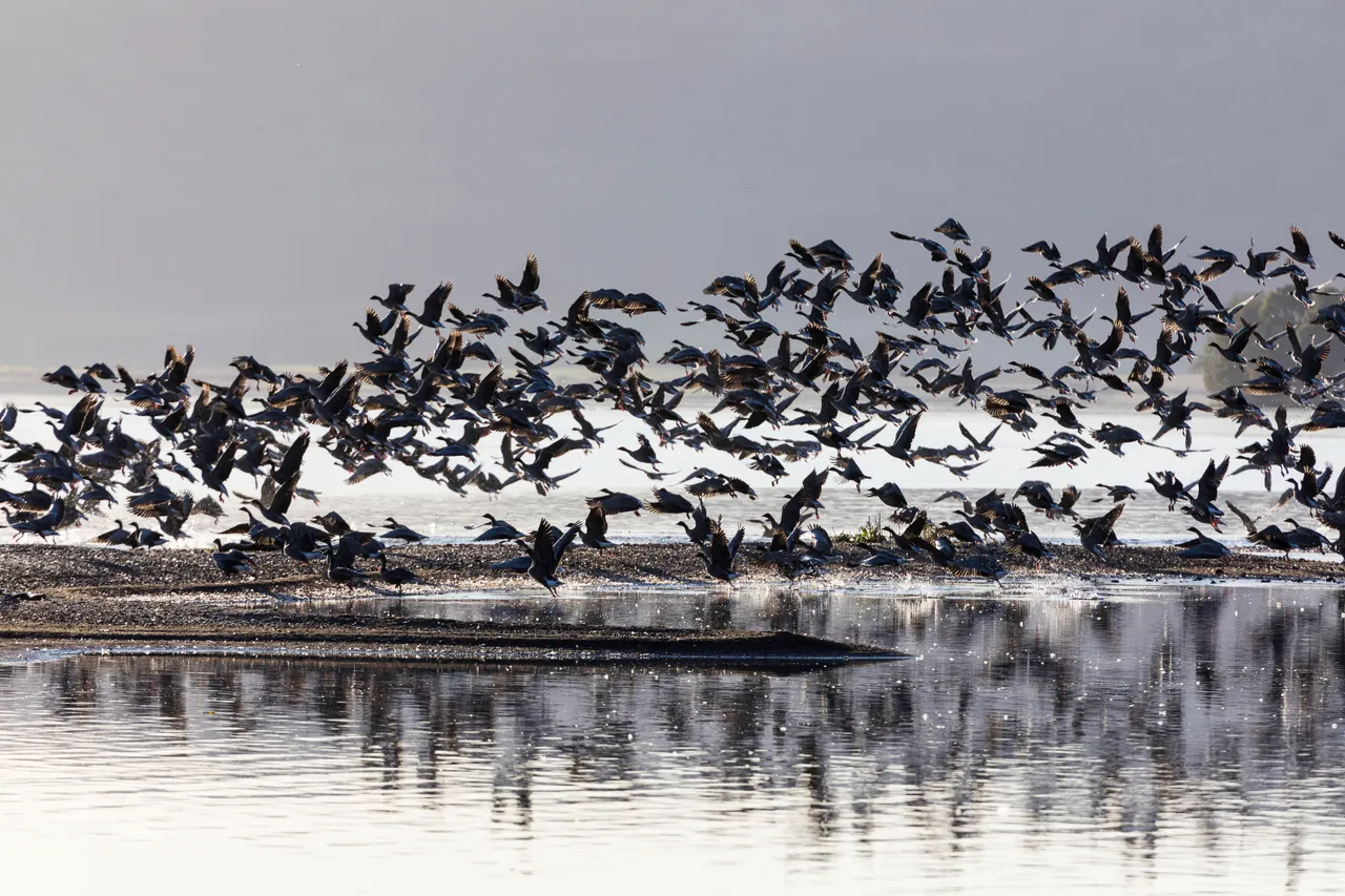 Loch Leven National Nature Reserve