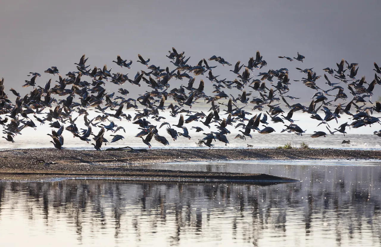 Loch Leven National Nature Reserve