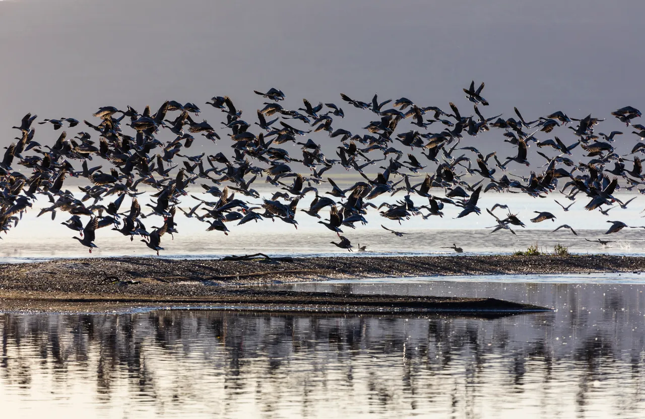 Loch Leven National Nature Reserve