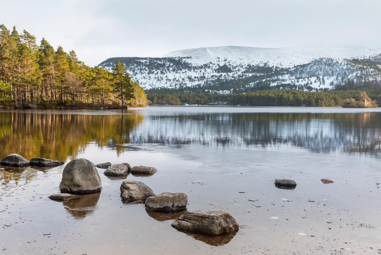 Rothiemurchus Forest