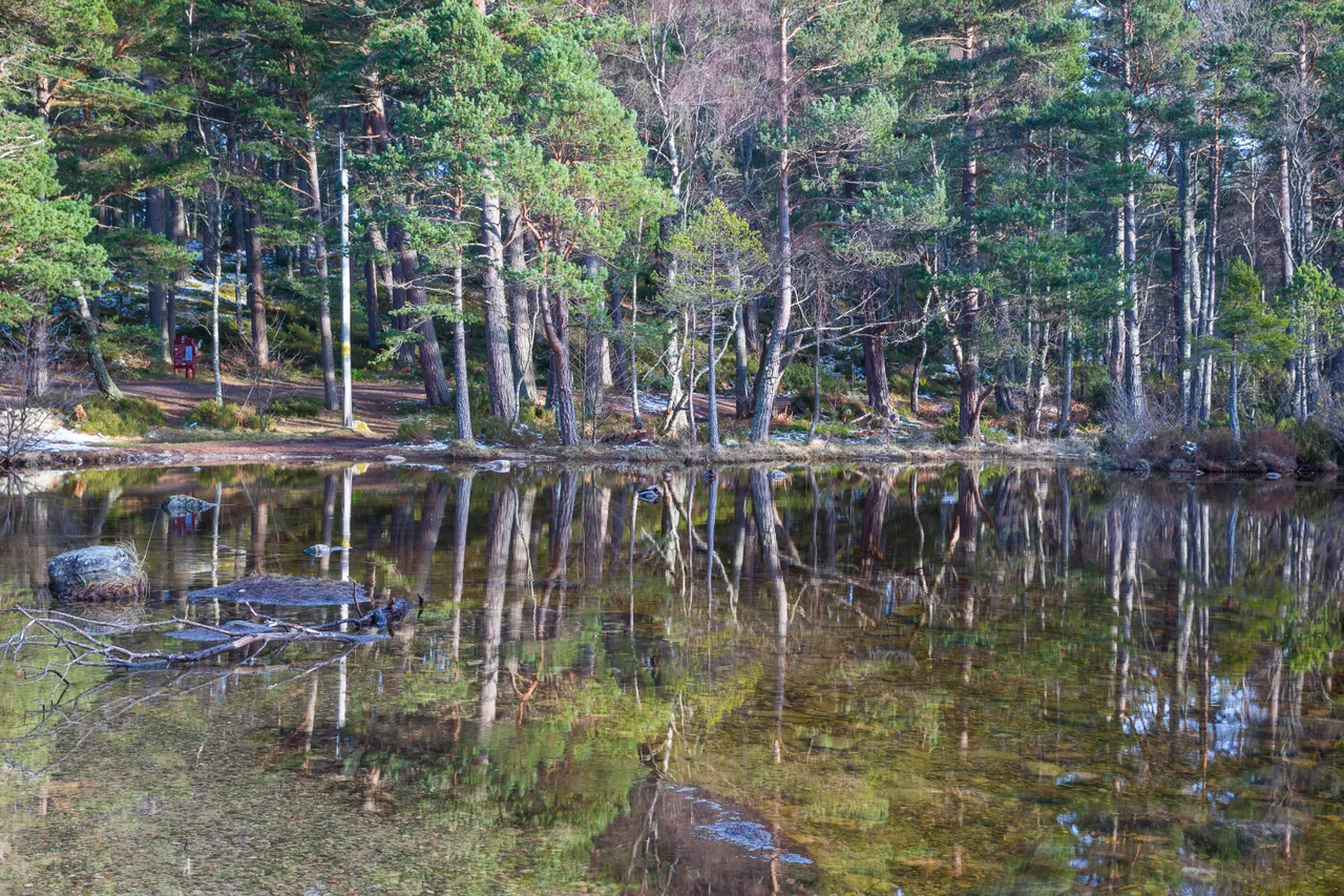 Rothiemurchus Forest