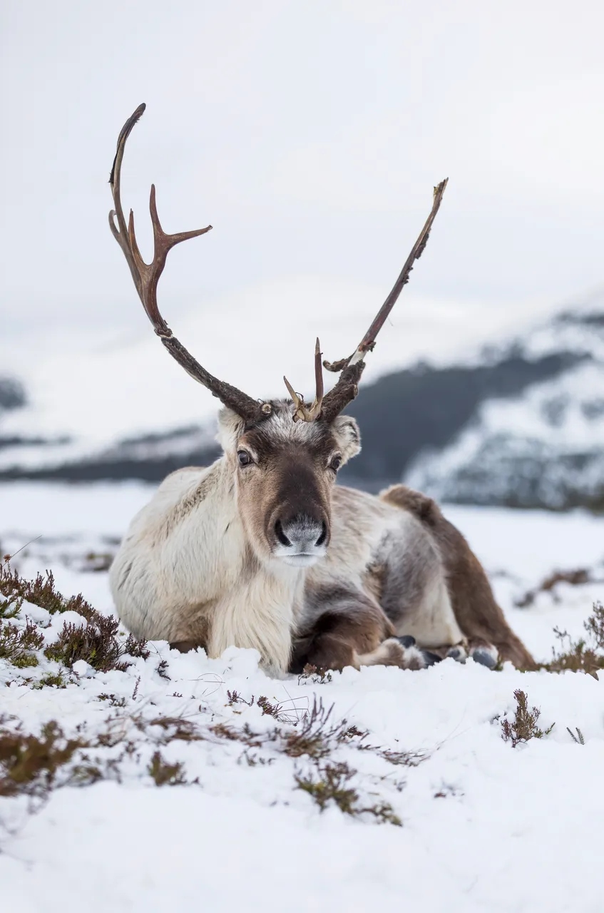 Reindeer (Rangifer tarandus),