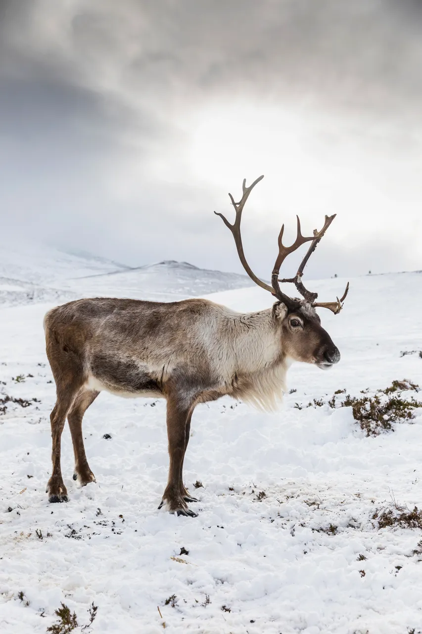 Reindeer (Rangifer tarandus),