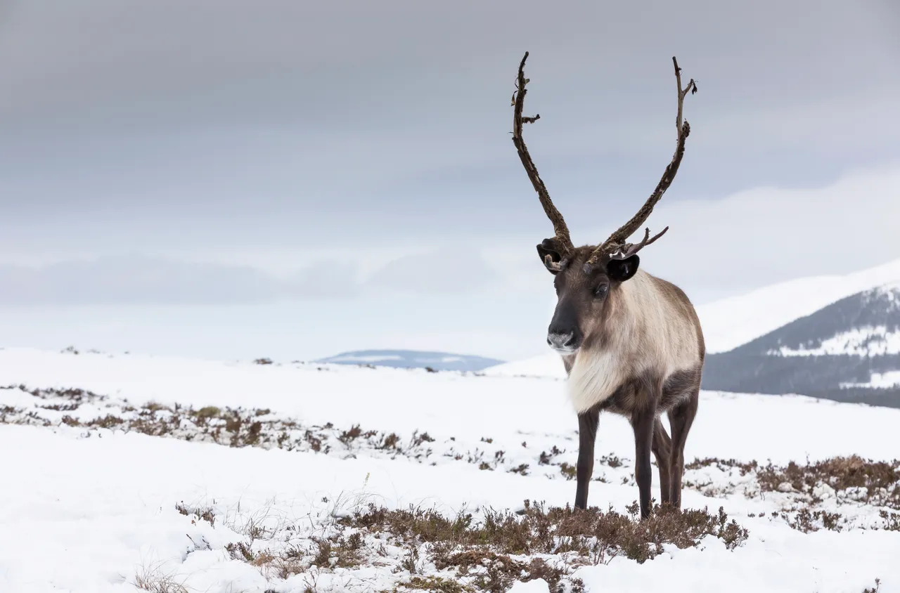 Reindeer (Rangifer tarandus),