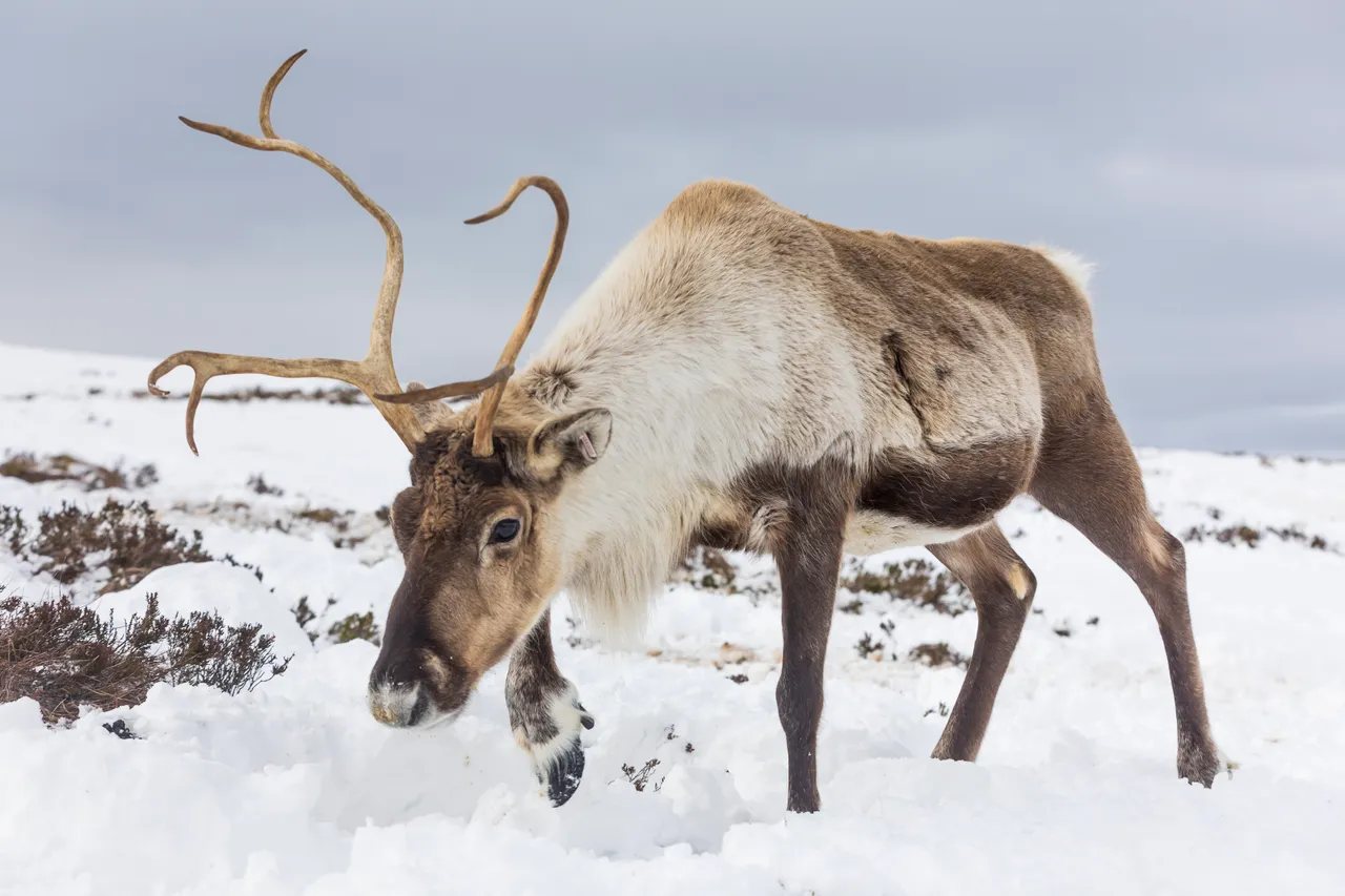 Reindeer (Rangifer tarandus),