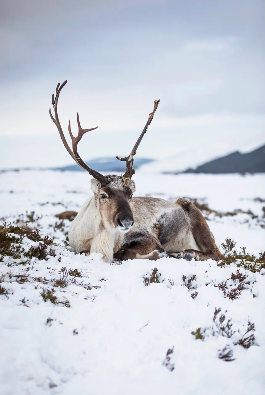 Reindeer (Rangifer tarandus),