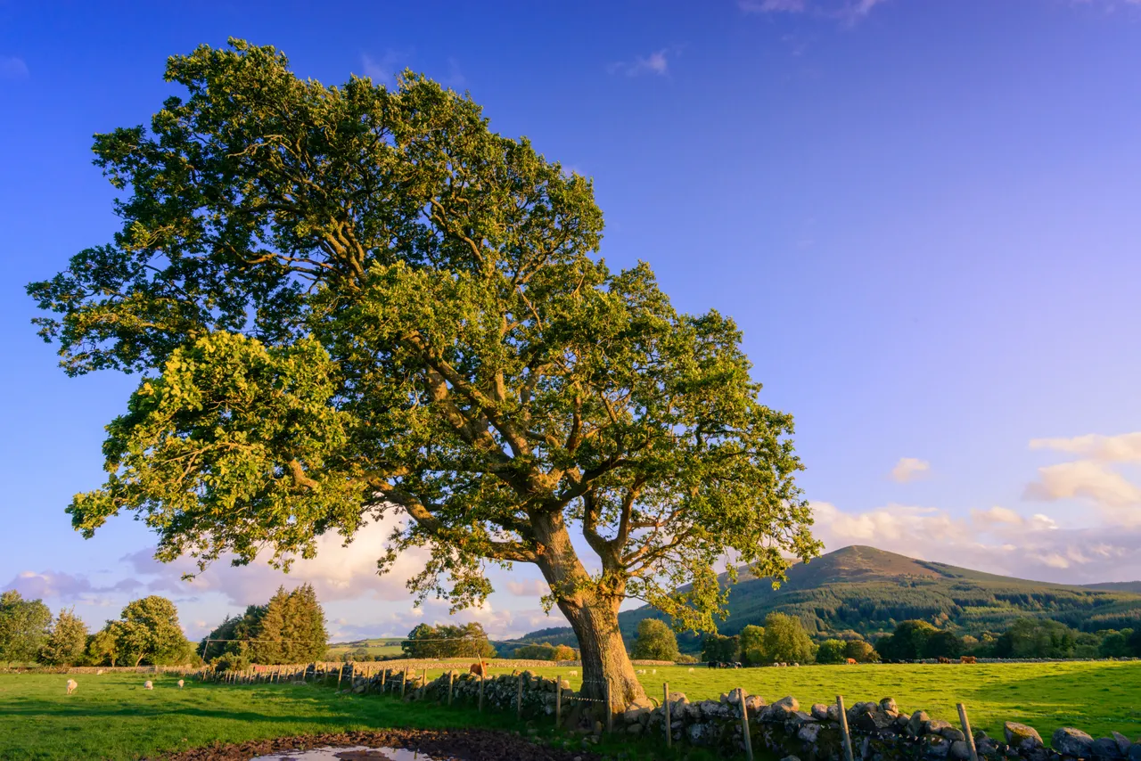 Criffel
