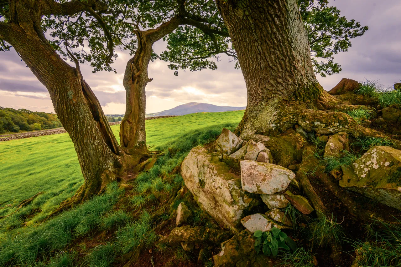 Criffel