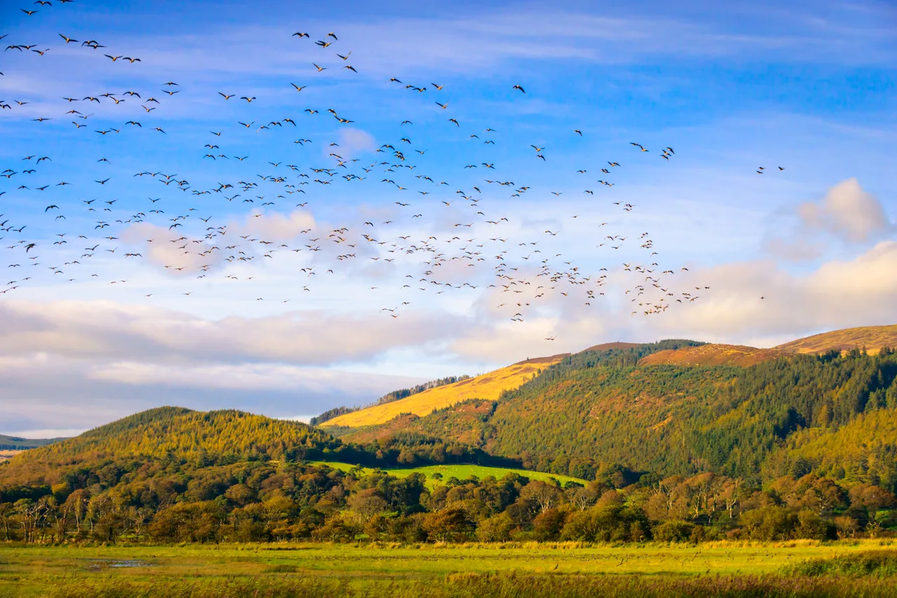RSPB Mersehead Nature Reserve