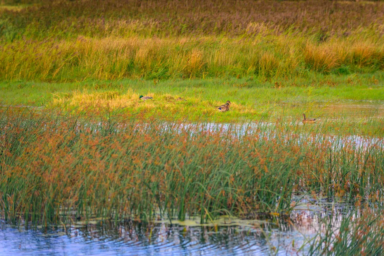 RSPB Mersehead Nature Reserve