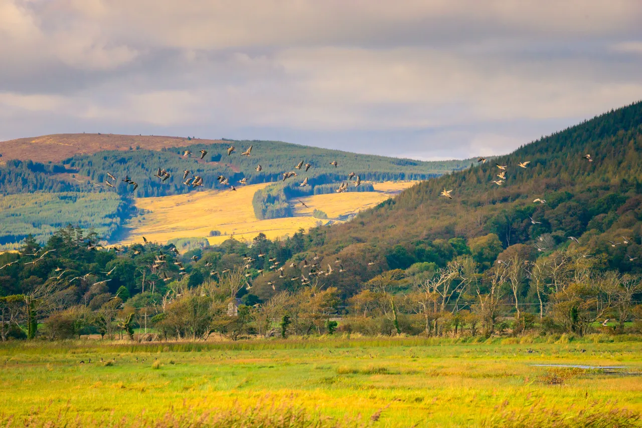RSPB Mersehead Nature Reserve