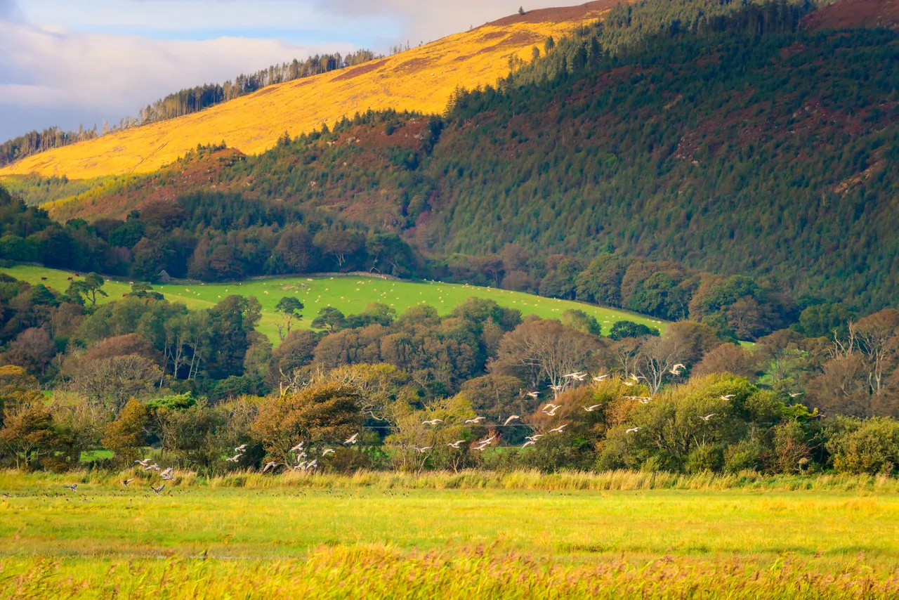 RSPB Mersehead Nature Reserve
