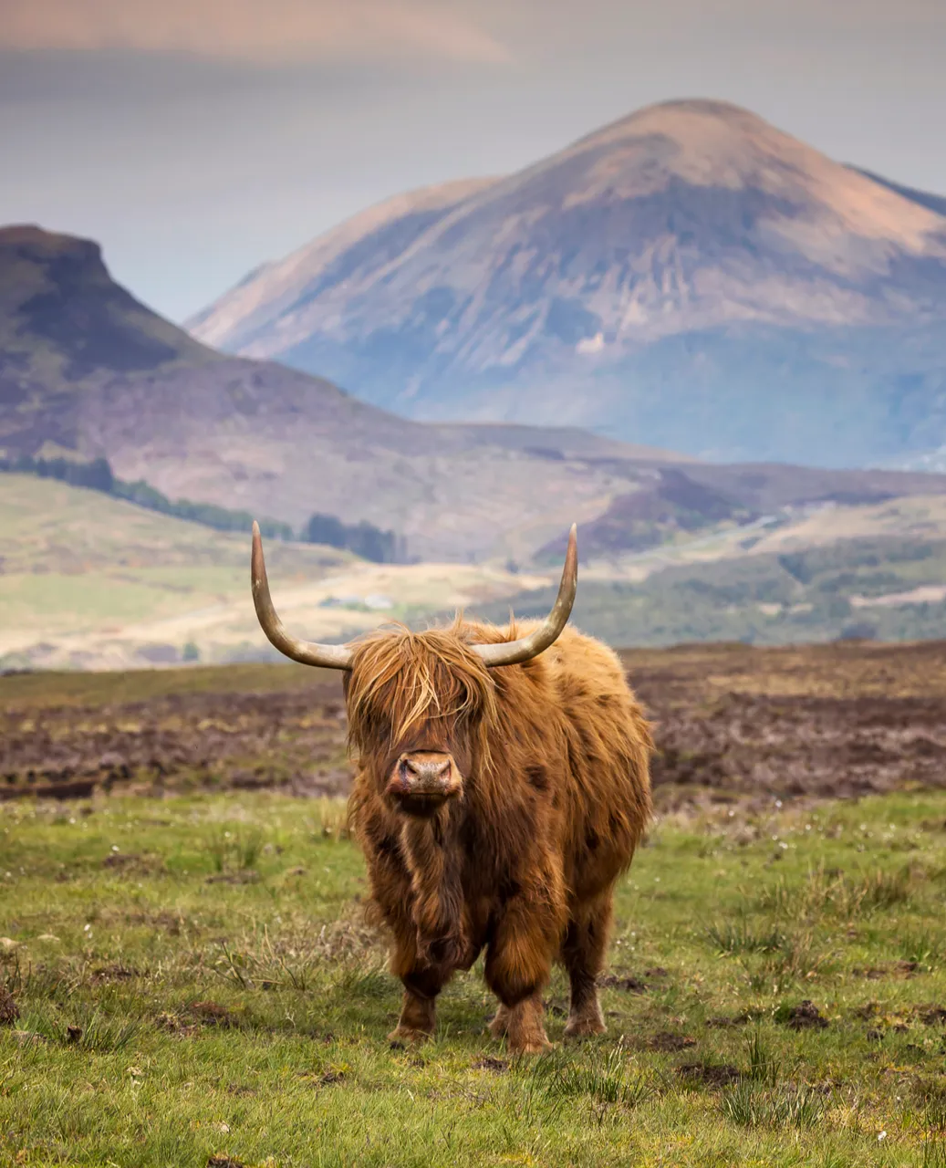 Highland Cattle