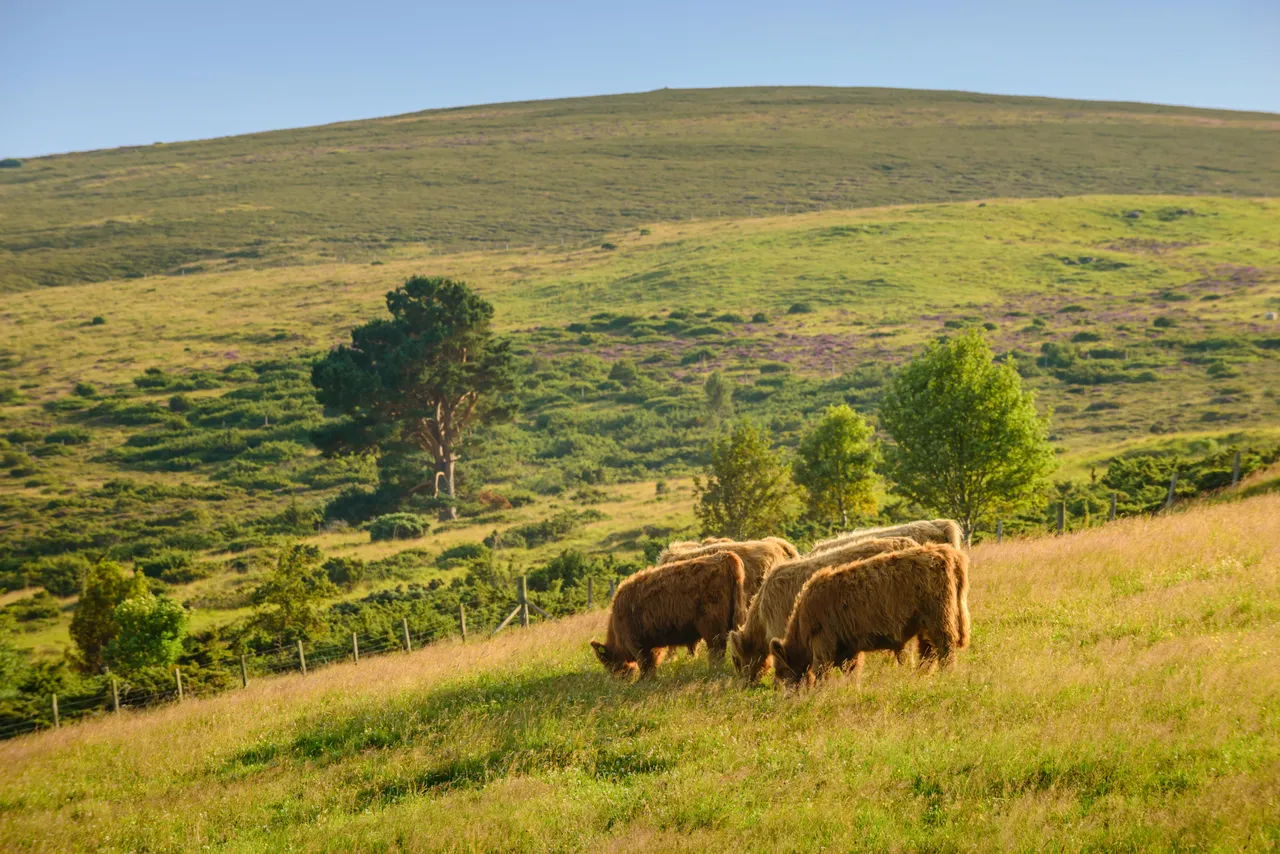 Highland cattle