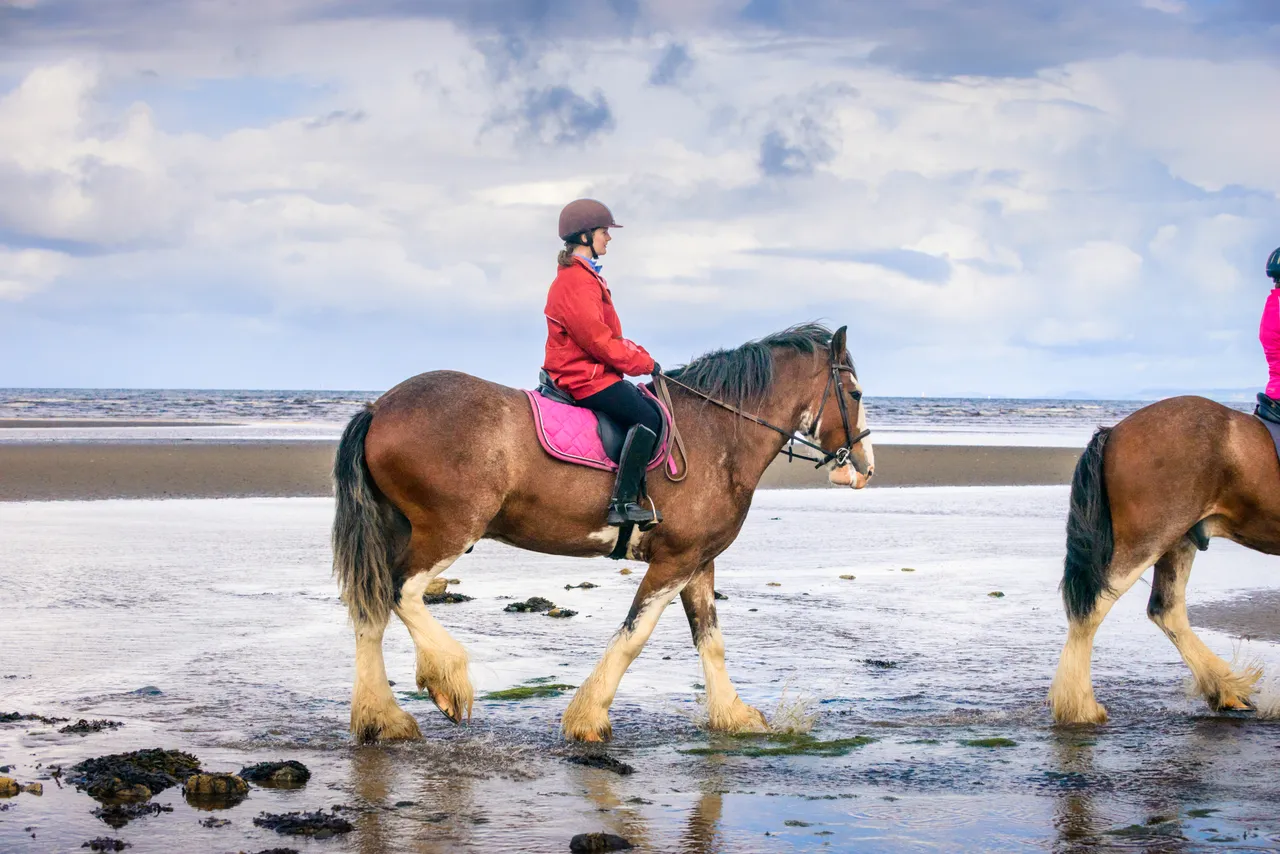 Blackstone Clydesdales, Ayr Beach